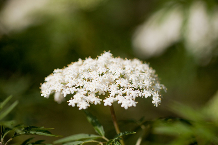 ヨーロッパではおなじみのエルダーフラワーとは？アレンジレシピもご