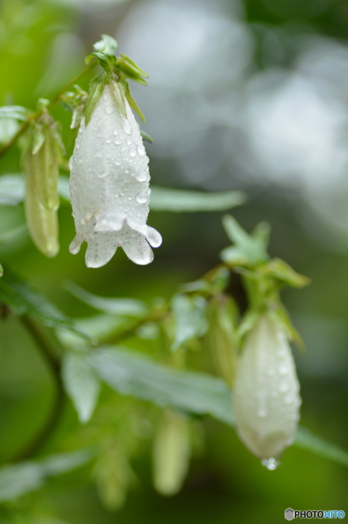 知ればもっと好きになる。季節に咲く花と、素敵な花言葉【夏篇