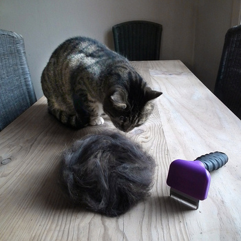 ブラッシングで抜けた毛を集めます。子猫ちゃんなど抜け毛が少ない場合は、お気に入りのビンにストックしてコツコツ集めるのも◎