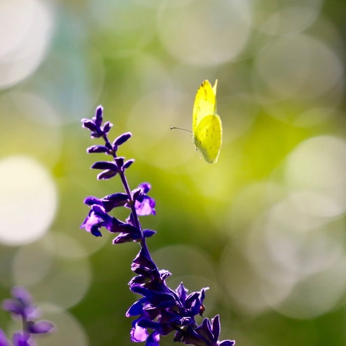 知ればもっと好きになる。季節に咲く花と、素敵な花言葉【夏篇