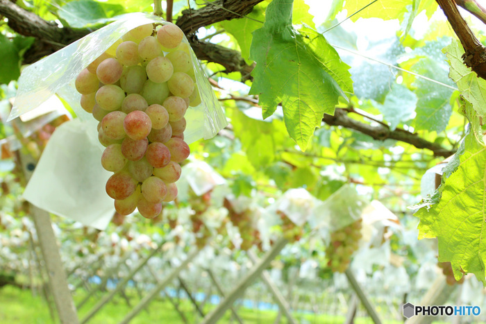 【保存版】旬の美味しさを召し上がれ♪【関東近郊・季節別】『○○狩り』おすすめマップ