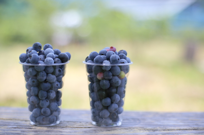 【保存版】旬の美味しさを召し上がれ♪【関東近郊・季節別】『○○狩り』おすすめマップ