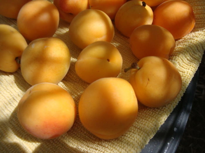 旬の味を召し上がれ♪ 【あんず/すもも】のコンポートを楽しもう