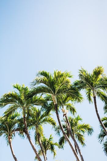 南国を思わせる、バニラとココナッツの甘い香りは夏にぴったり。トロピカルムードを楽しみましょう。