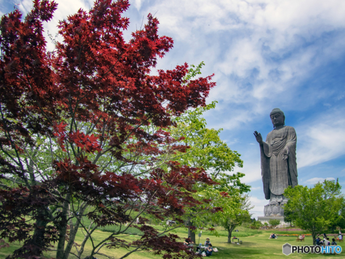 世界一大きなブロンズ製大仏「牛久大仏」のお膝元で、自然と