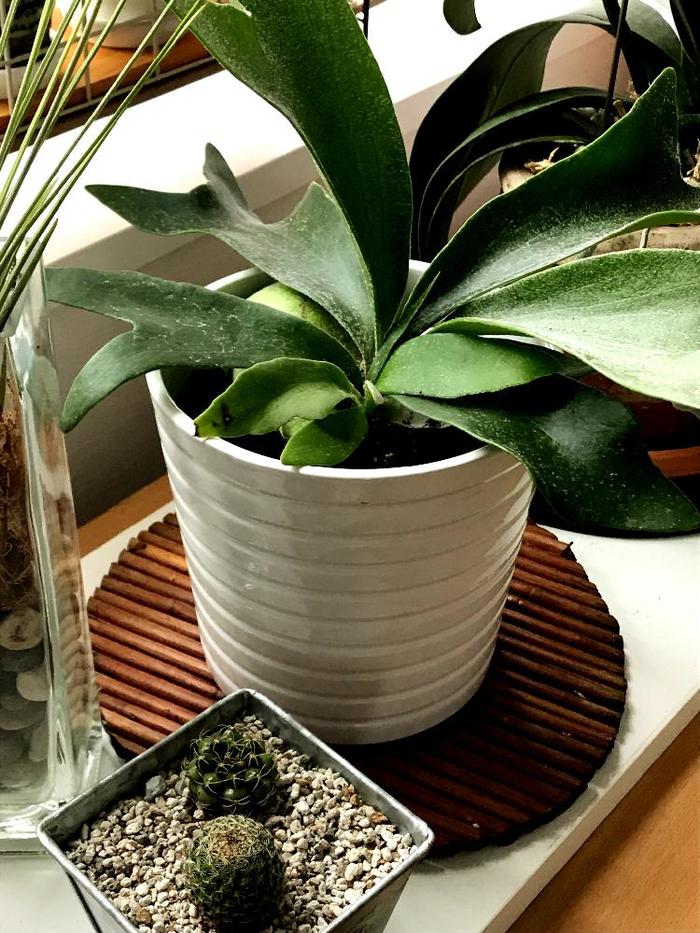 ghost ビカクシダ　コウモリラン　観葉植物 こんにちは🪴 今週は寒波が続くようですが、お店の植物たちは元気です