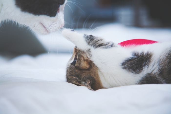 Photo by Maria Shanina on Unsplash