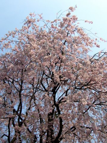 春は、なんといっても「桜」