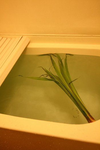 こちらも銭湯で見る機会が多いので広く知られている菖蒲湯。
無病息災を願い、端午の節句(5月5日頃)用意されています。
精油成分で血行を促進して体を芯から温めます。
鎮痛作用もあるので神経痛や腰痛を和らげてくれます。
菖蒲特有の香りでリラックスできるので、日頃の疲れやストレスが解消できそうですね。