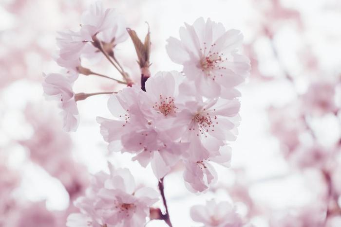 優しい、甘い香りを感じることができる桜。香りにアロマと同じリラックス作用があるそうです。
春は別れと出会いの季節。
ストレスが溜まりやすい時期でもあるので、桜の香りで身も心もリラックスできそうですね。