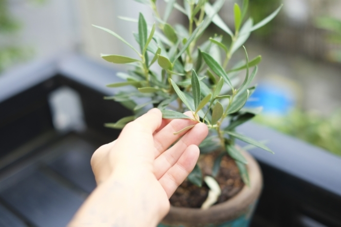 アート63　「オーガニック・プラネット(オリーブ)」　インテリアコーディネート アート116 「オーガニック・プラネット(オリーブ)」 インテリア