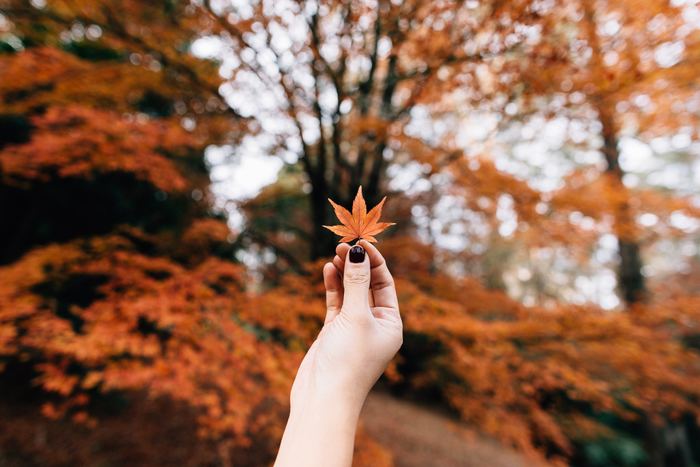 秋の行楽の定番といえば紅葉狩り。「狩り」とは本来、森の中に入り獣を捕らえることですが、狩りをしない貴族が、狩りのためではなく自然を楽しむために森に入って紅葉を愛でたのが「紅葉狩り」の由来といわれています。押し花のように保存してコレクションするのもいいですね♪