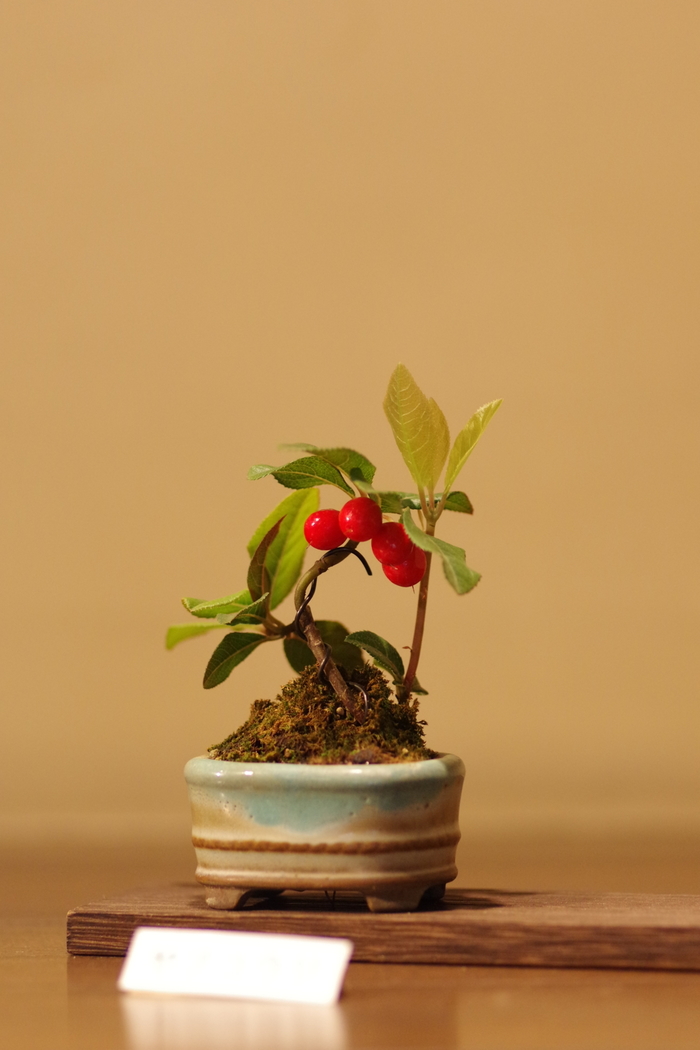 楽天市場】ミニ 盆栽 鉢 3号（植木鉢・プランター｜ガーデニング
