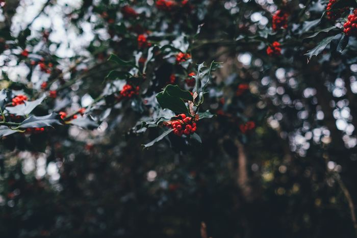 クリスマスもお正月も12月の後半だからまだ先だと思っていたら、後半の休日は用事で潰れお正月は疲れがどっと出てしまいます。それだけでなく、お買い得時期を逃してしまったり、お歳暮や年賀状を出すのが遅れてしまったりと残念なことも。あたふたしないためにも余裕を持ってやるべきことをリストアップしておきましょう。