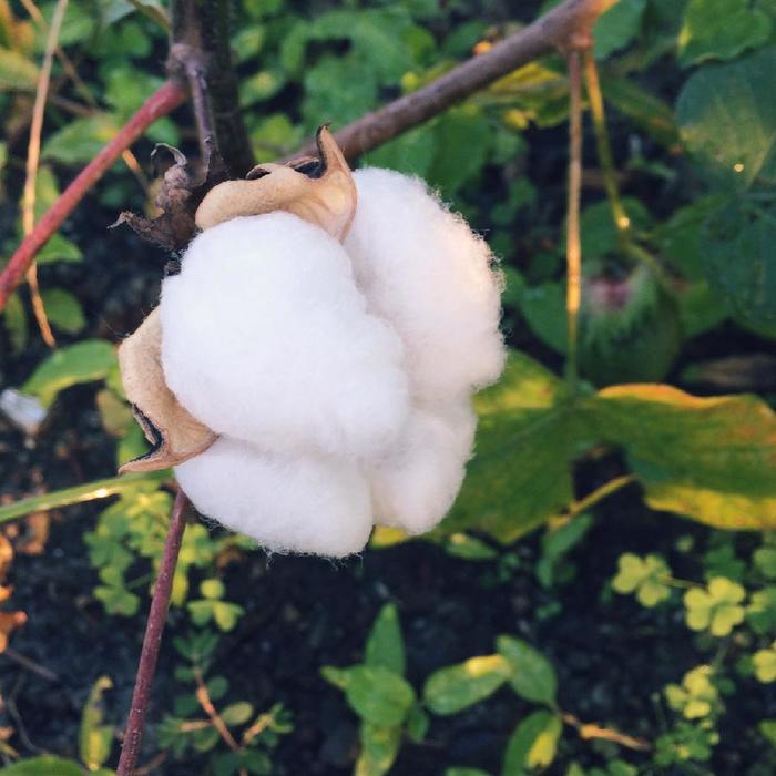 1年中ほわほわ♪作って飾って、暮らしを彩る『コットンフラワー（綿花