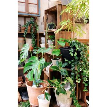 タバコやペットの臭いを抑える消臭作用もありますし、何より植物を見ていると心が落ち着き、癒やされるのでインテリアにプラスしてみてもいいですね。