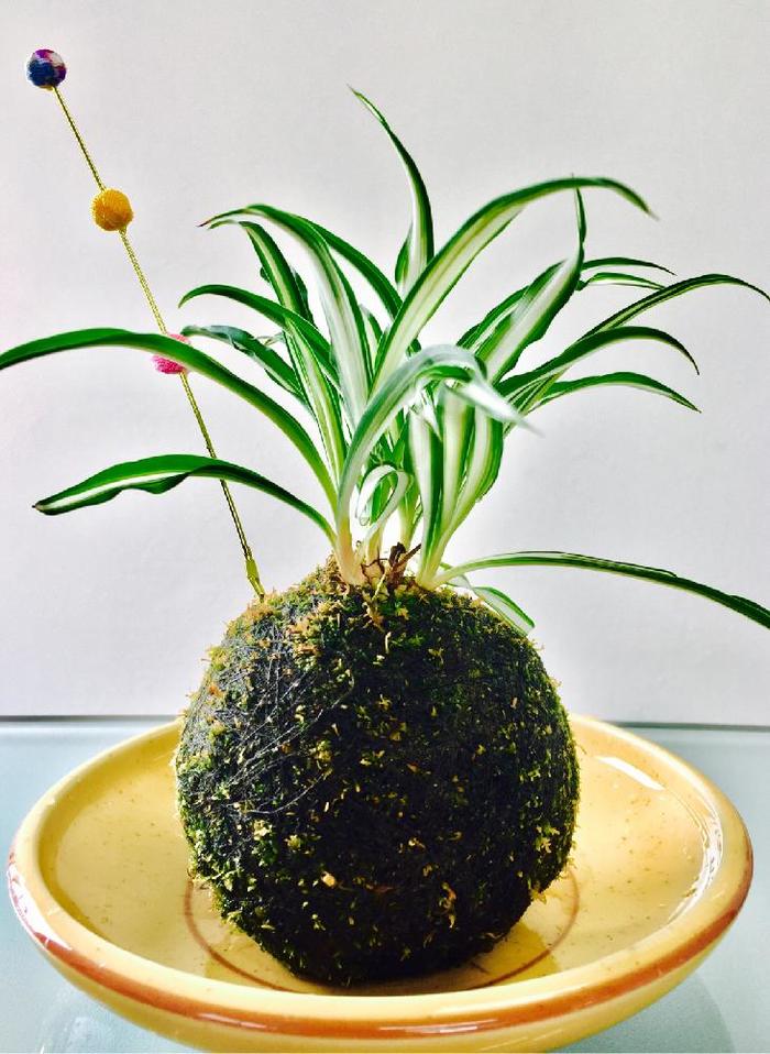 初心者さんにおすすめです♪観葉植物【オリヅルラン】の育て方 初心者さんにおすすめです♪観葉植物【オリヅルラン】の育て方