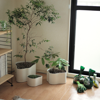 新生活を機にお家に観葉植物をお迎えするのもおすすめです。おしゃれなインテリア空間を演出できますし、ハーブを育てればお料理に活用することもできます。空気をきれいにする効果も期待できるパキラなども丈夫で育てやすいので人気のようです。