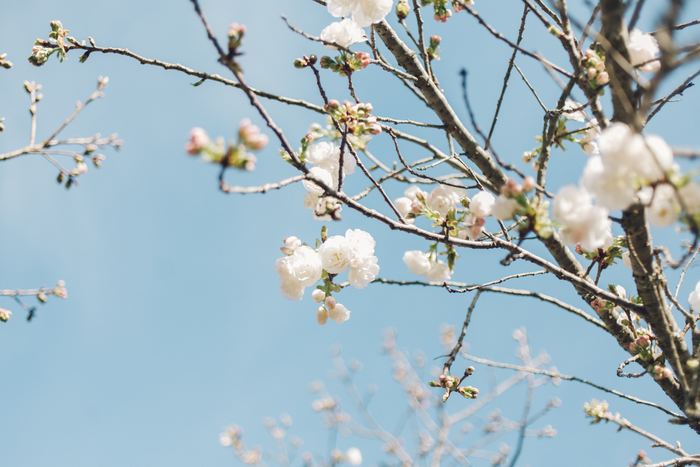 すべてを新調するのは無理だけれど…ひとつ加えるだけで「春」を呼びこんでくれるアイテム13選