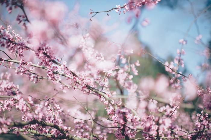 風にあたたかさを感じる瞬間があったり、ちょっと膨らんだ花のつぼみをみつけたら、何を着ようかな…?重いコートを脱いだら、もうすぐ一年で一番“花柄”の似合う季節がやってきます。