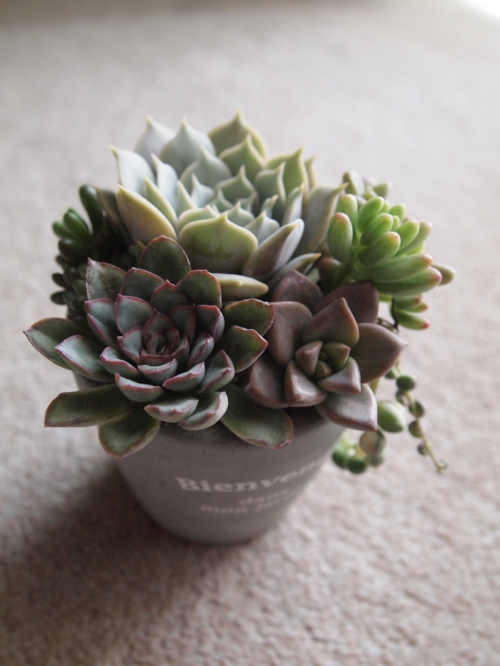 タニク一年生に告ぐ！これから始める多肉植物との暮らし《3ステップ