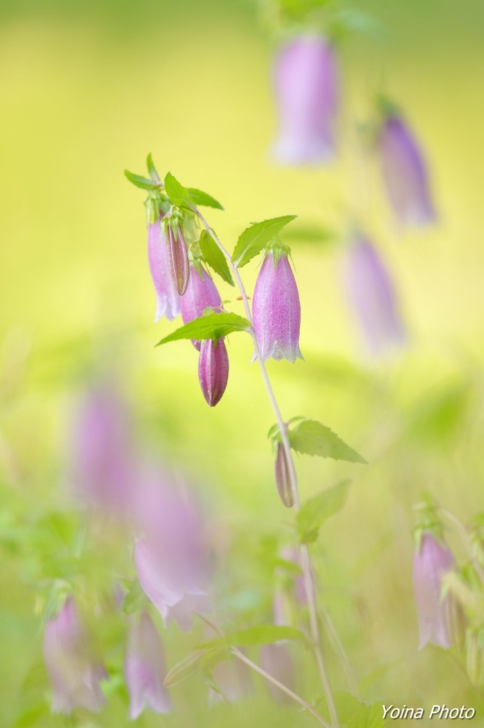 日本の四季を細やかに。「山野草（さんやそう）」を植えてみませんか