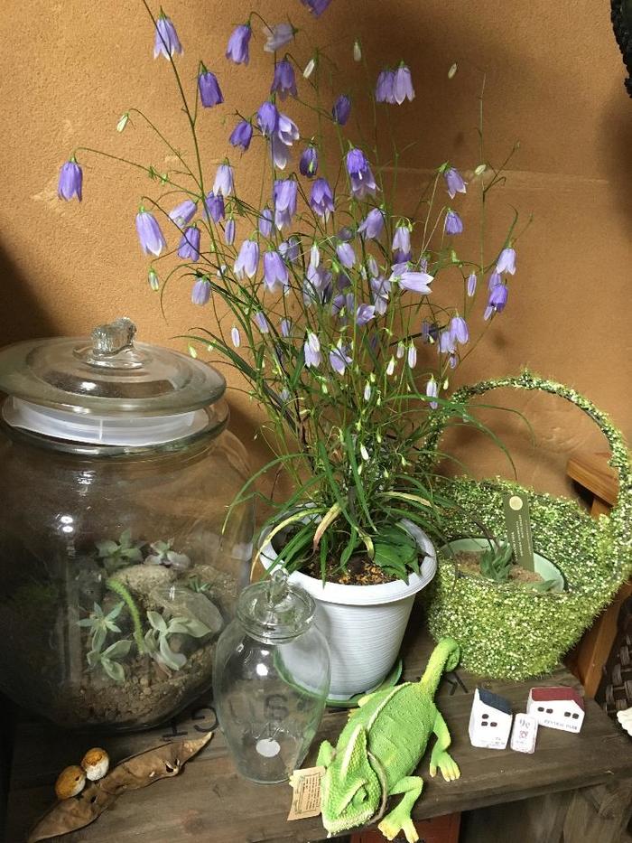 日本の四季を細やかに。「山野草（さんやそう）」を植えてみませんか