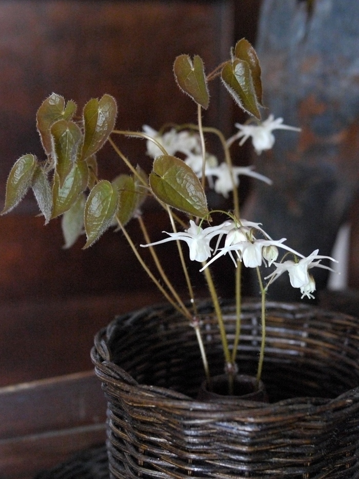 日本の四季を細やかに。「山野草（さんやそう）」を植えてみませんか