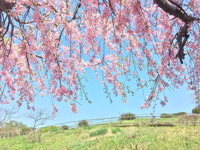 春先のほんのひととき楽しませてくれる「桜」。満開を楽しめるのはほんの数日ですが、散っている姿もまた美しい特別な花ですよね。家の近くの見慣れた公園も、桜が咲くだけで特別な場所に。