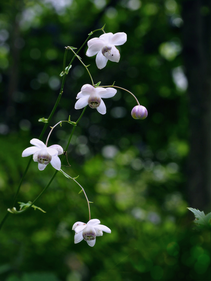 日本の四季を細やかに。「山野草（さんやそう）」を植えてみませんか