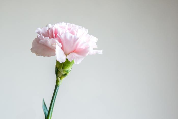 母の日のイメージが強いカーネーションですが、通年で出回る上に色や花の種類も様々で、品種改良により花持ちの良い品種も出ています。