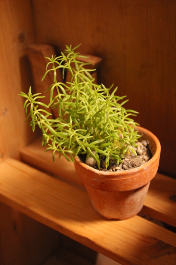 寄せ植え】で造る小さな“庭”。育てやすい多肉植物「セダム」で始めよう