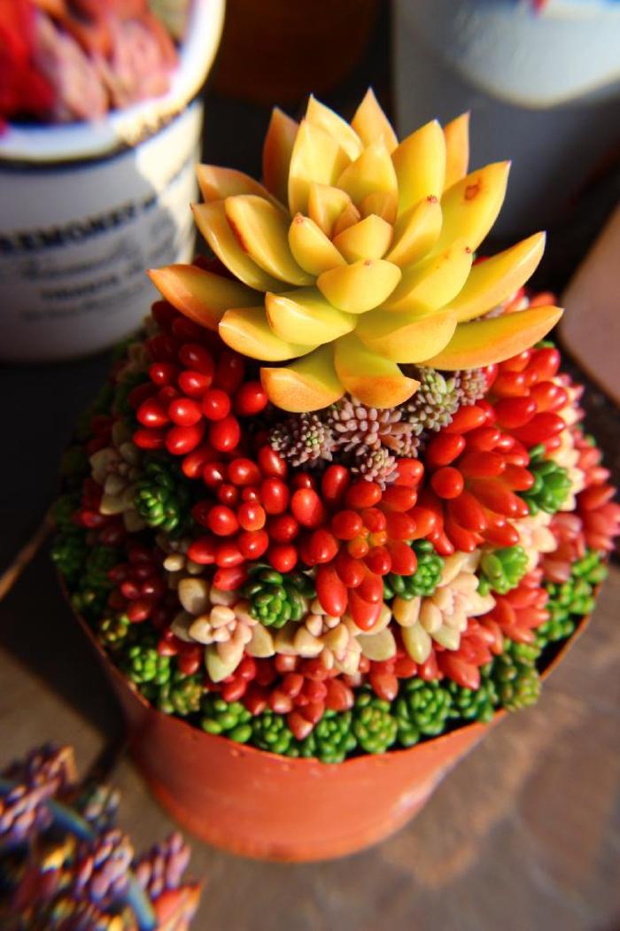 寄せ植え】で造る小さな“庭”。育てやすい多肉植物「セダム」で始めよう