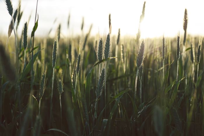“オーガニック:organic"は“有機”・“有機栽培”という意味にあたります。有機というのは、化学肥料や農薬、遺伝子組み換え技術などを使用せず、環境へ負担のかからない栽培方法、あるいはその素材のことです。