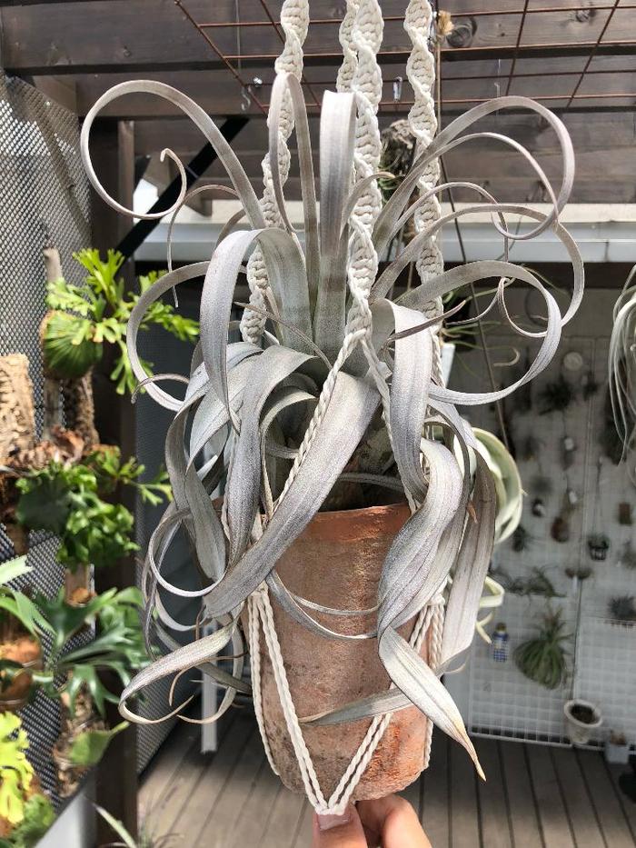 サカパネンシス 現品】チランジア・サカパネンシス T. zacapanensis