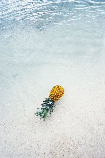 Photo by Pineapple Supply Co. on Unsplash