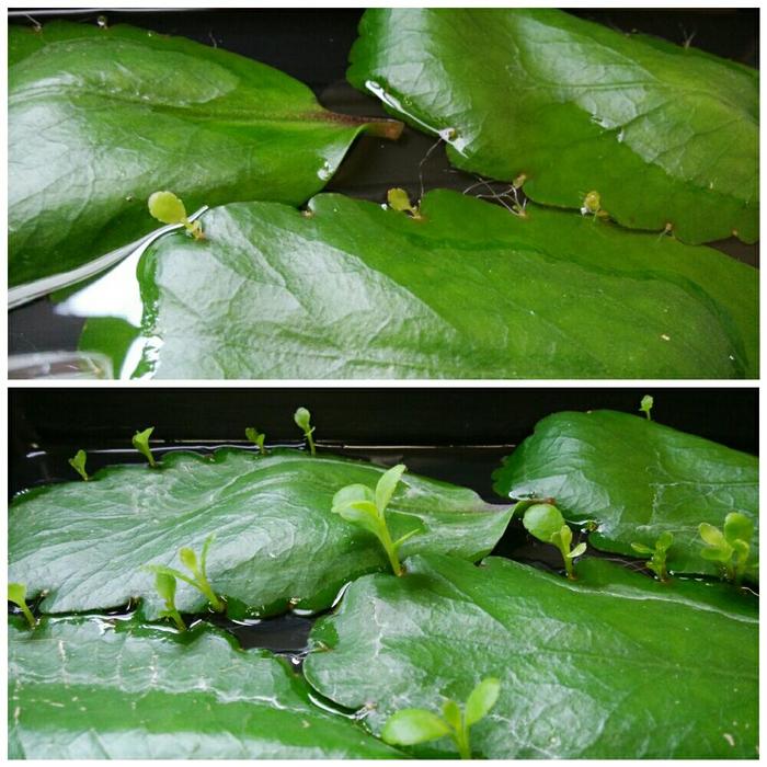 葉から小さな芽を出す不思議な植物。幸せの『マザーリーフ』を知ってい