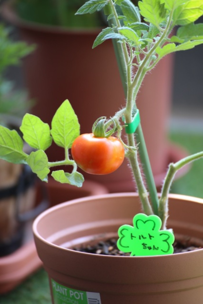 自分で野菜を育ててみない？暮らしに嬉しい変化がおきる『ファーマー