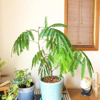 ぐったり植物のほんとの理由って 植物の種類によって変わる 正しい育て方 キナリノ