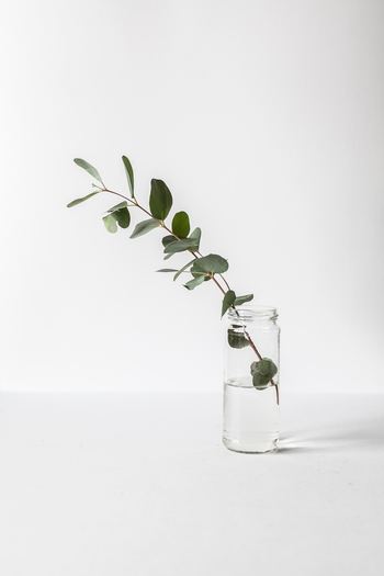 また、頭皮にたまった汚れや皮脂を落とす頭皮のクレンジング効果も期待できるとか。いつもより少し手間はかかりますが、その分スッキリとできそうですね。