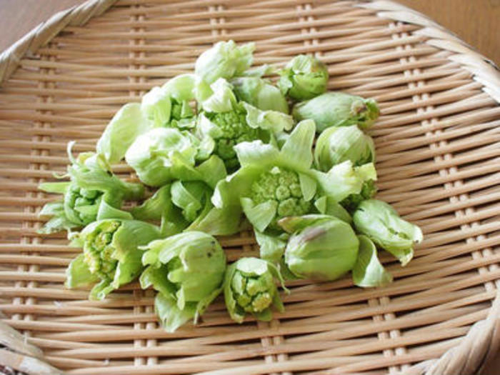 春の息吹を食卓に。ふきのとう・タラの芽etc「山菜」のおいしさ満喫 