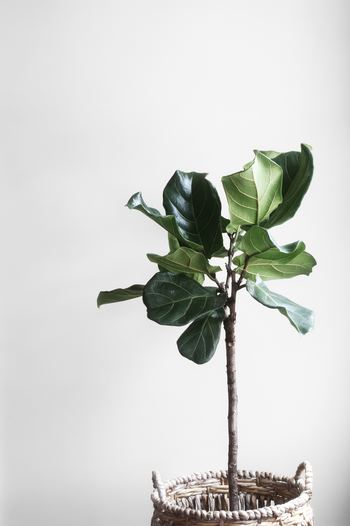 Photo by Lauren Mancke on Unsplash