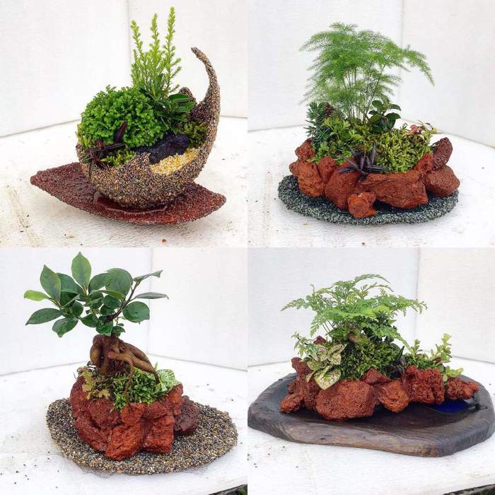 植木鉢 多肉植物 観葉植物 インテリア 小物 サボテン 流木風