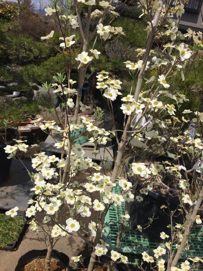 シンボルツリーにおすすめ ハナミズキ 白花 680 樹高1.9m位 人気樹 楽天市場】ハナミズキ(ホワイトラブ)樹高2.0m前後(根鉢含まず) 花水木