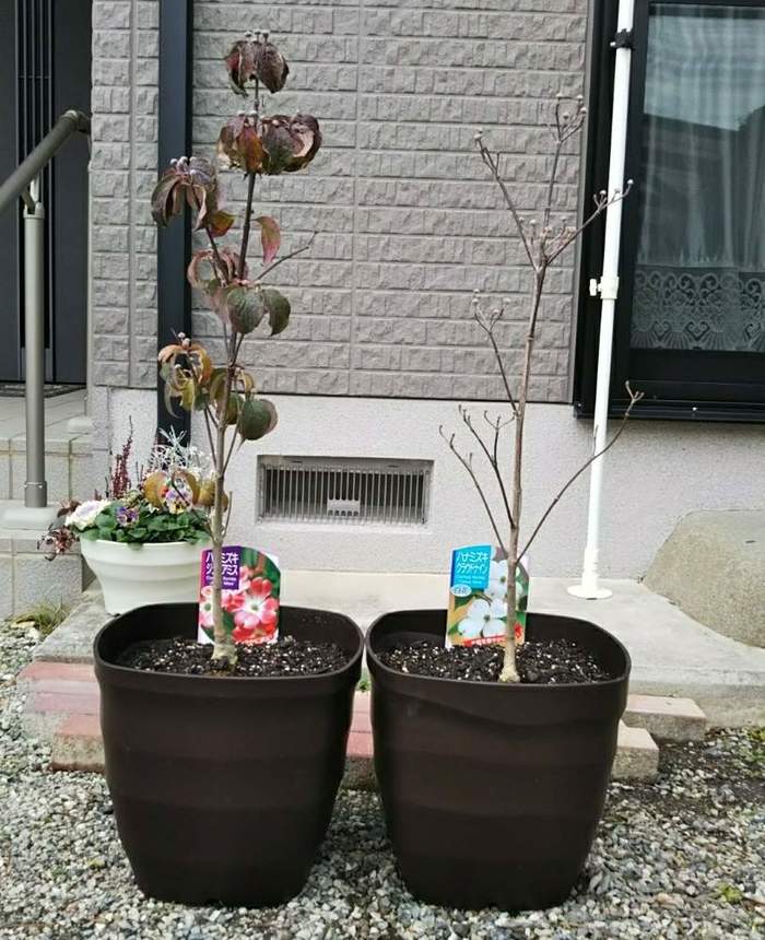 シャンパンゴールド☆子供用のだらりの帯 振袖】舞妓さんのだらり風！成人