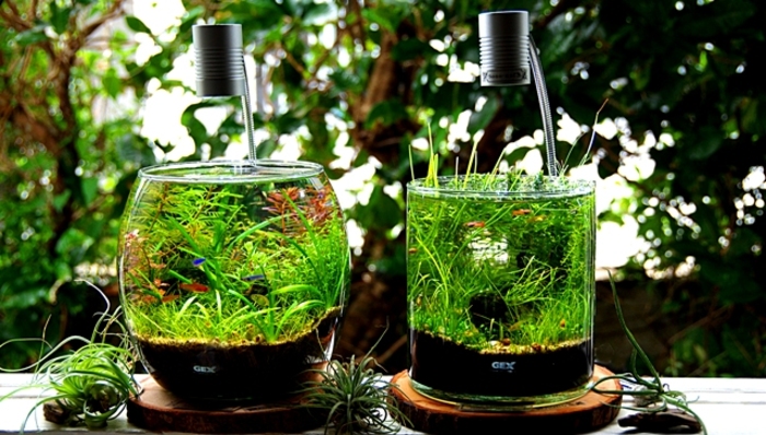 ガラス瓶の中に広がる小さな地球。美しい「ボトルアクアリウム」を