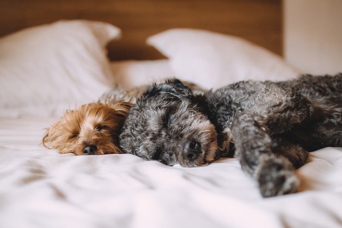 ギリシャのハーブ「マスティック」が配合されたシャンプーは、犬や猫の皮膚トラブル予防に使えます。低刺激でわんちゃんの皮膚にも安心。