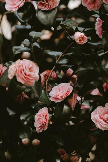古代から愛される「薔薇」の力で美しく*ローズ香る美容&スキンケアアイテム