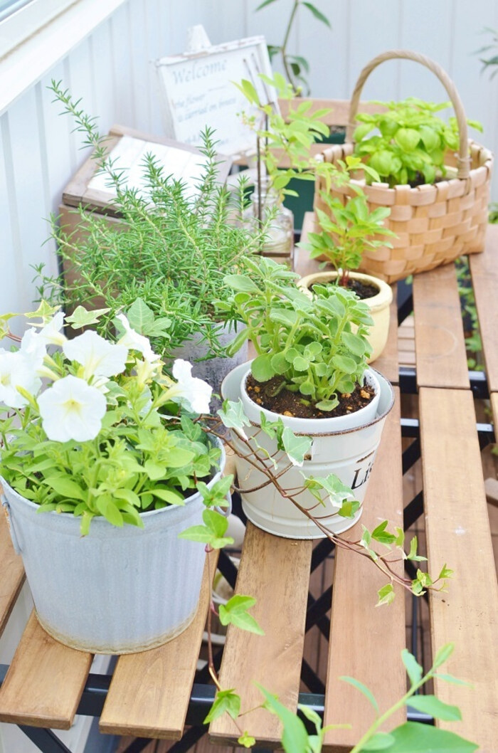 相性が大事＊知っておきたいハーブの寄せ植えポイントとコツ[4ページ目