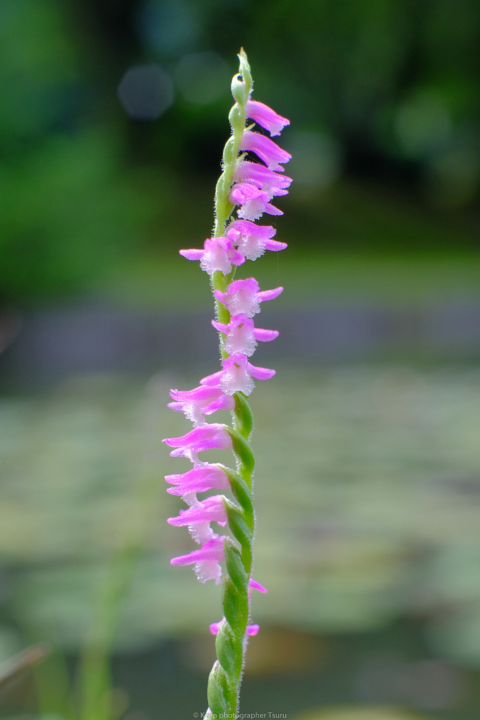 知ればもっと好きになる。季節に咲く花と、素敵な花言葉【夏篇